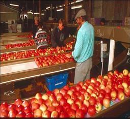 Fruit Picking WA